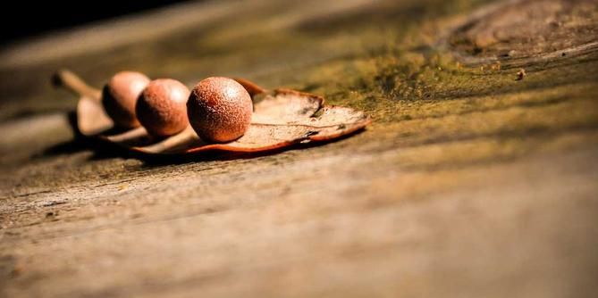 three small seeds resting on a dry leaf, positioned on a weathered wooden surface