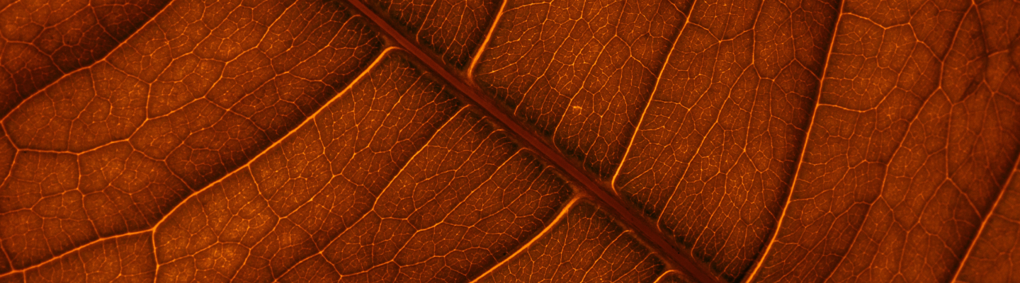 brown leaf closeup banner