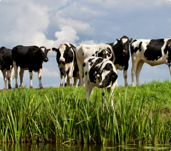 ANAB GHG Validation and Verification Services