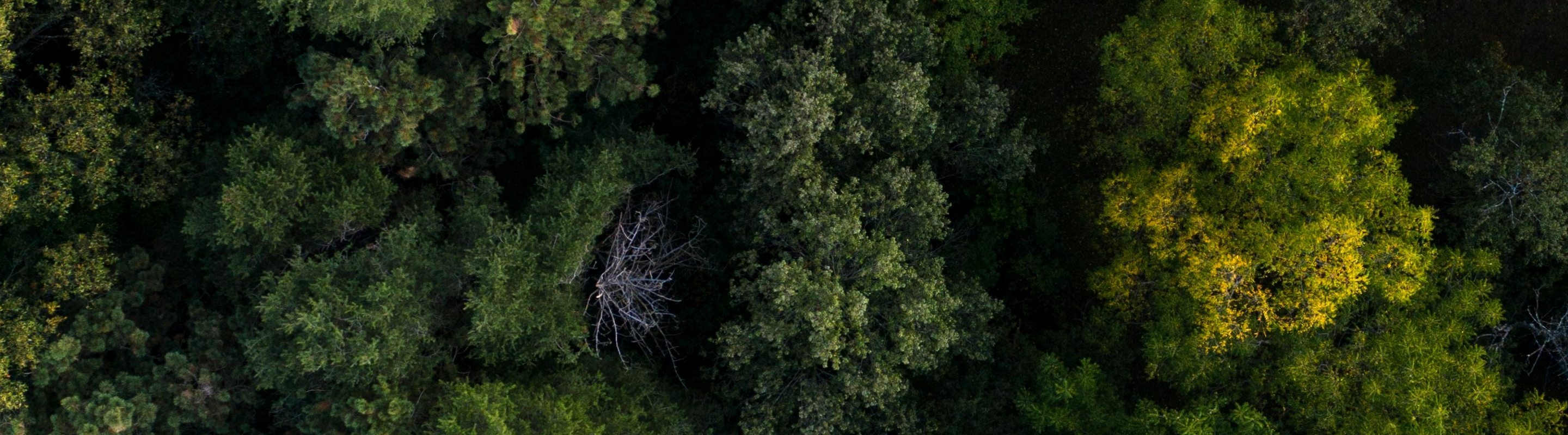 Afforestation, Reforestation and Revegetation