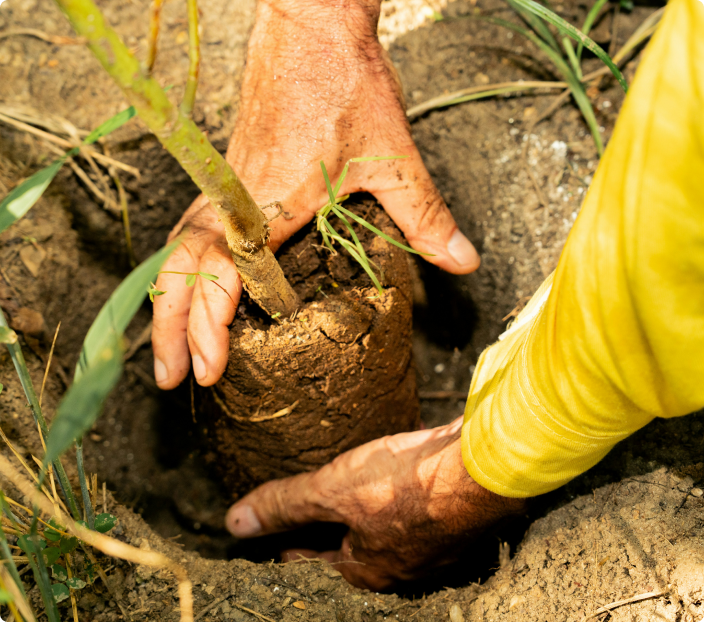 Afforestation, Reforestation and Revegetation carbon credits