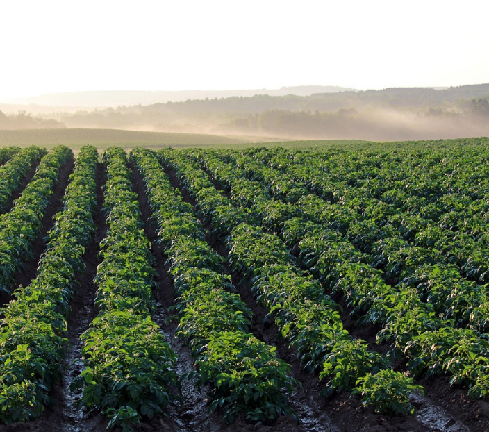 GHG removals in agriculture