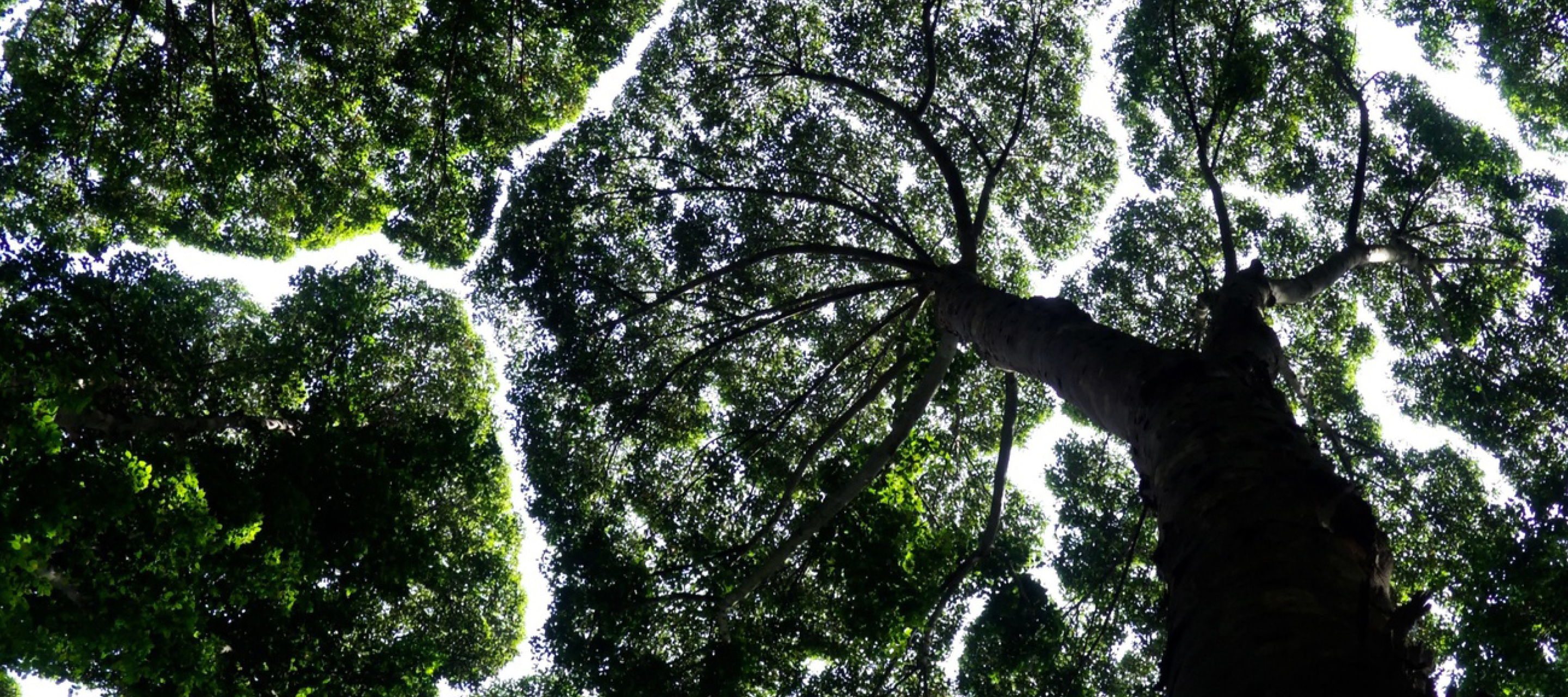 Cover and open pages of a report on decarbonizing food and agriculture value chains.