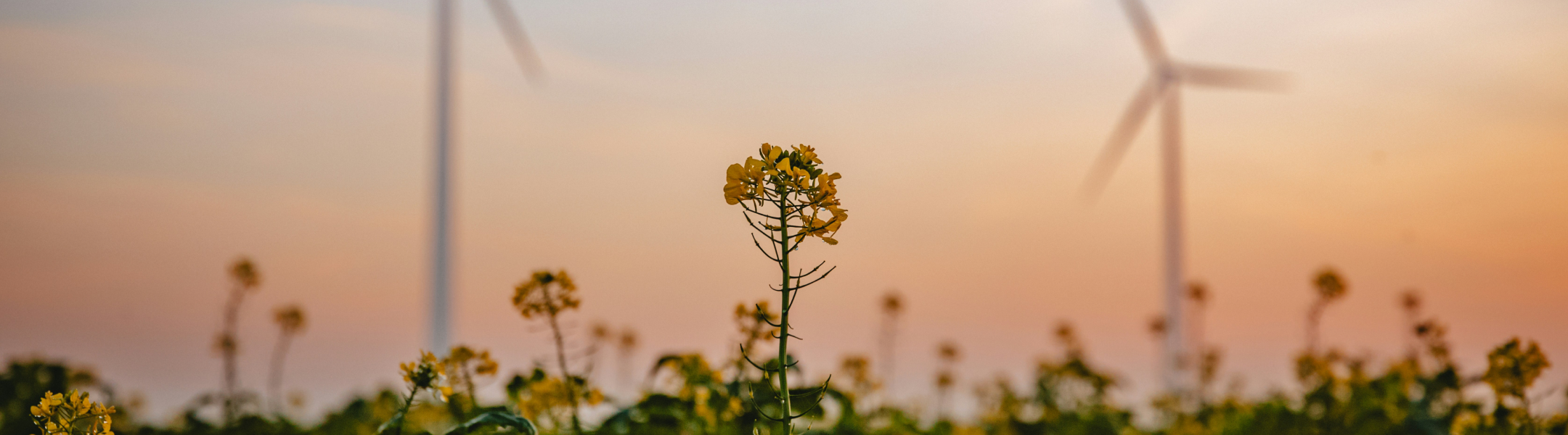 gold standard for the global goals