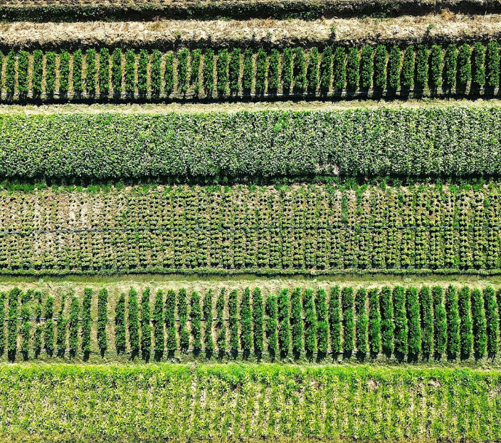 wood grain close up card