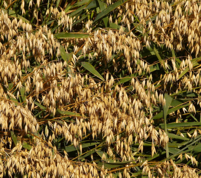 Regenerative practices