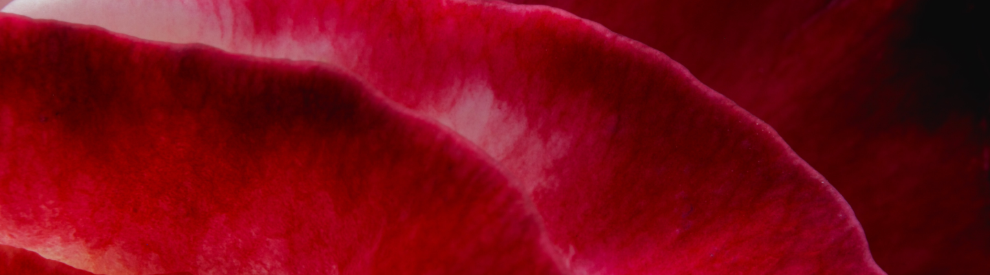 magenta closeup banner