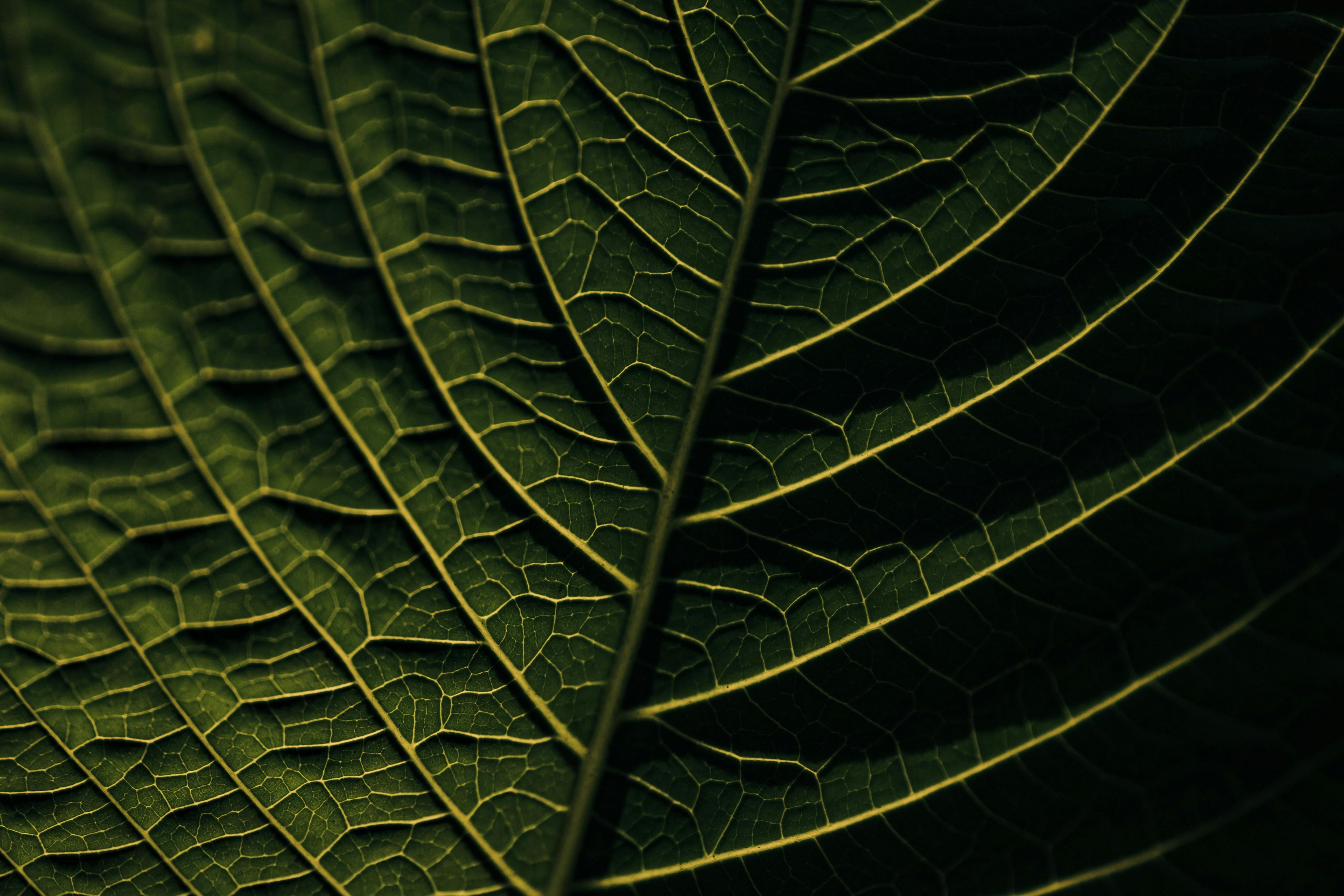 Close-up of a dark green leaf showing intricate vein patterns highlighted by natural lighting.