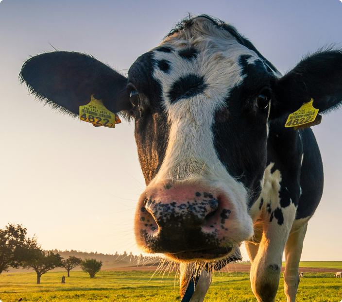 Dairy emissions validation and verification