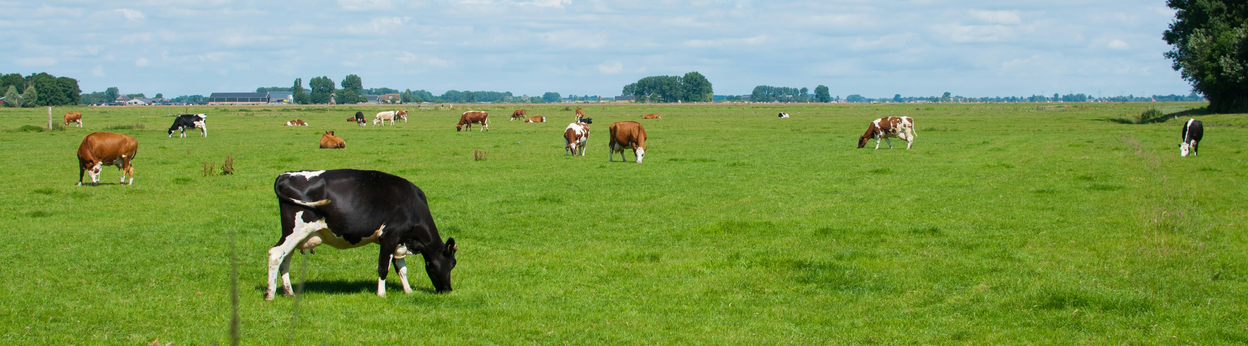 Dairy emissions