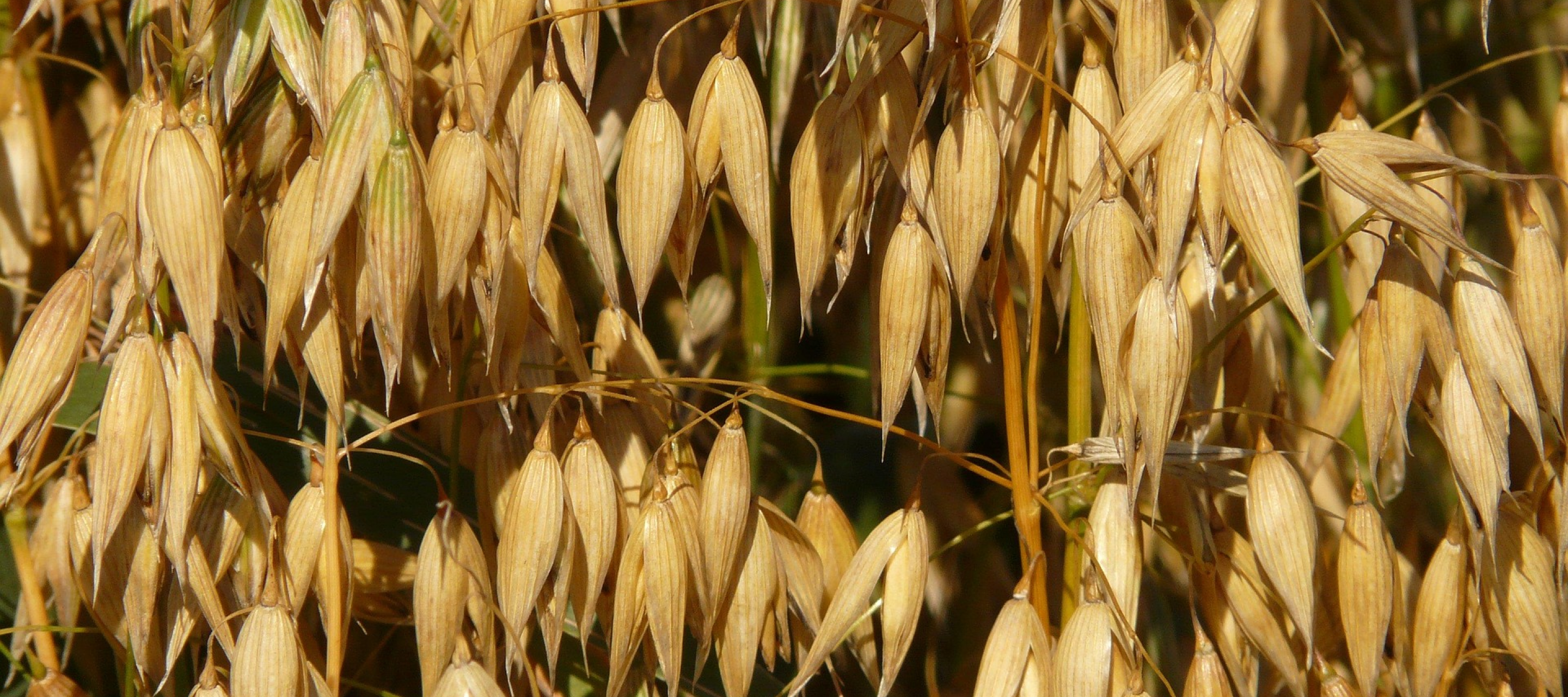 Emission factor Soil Capital