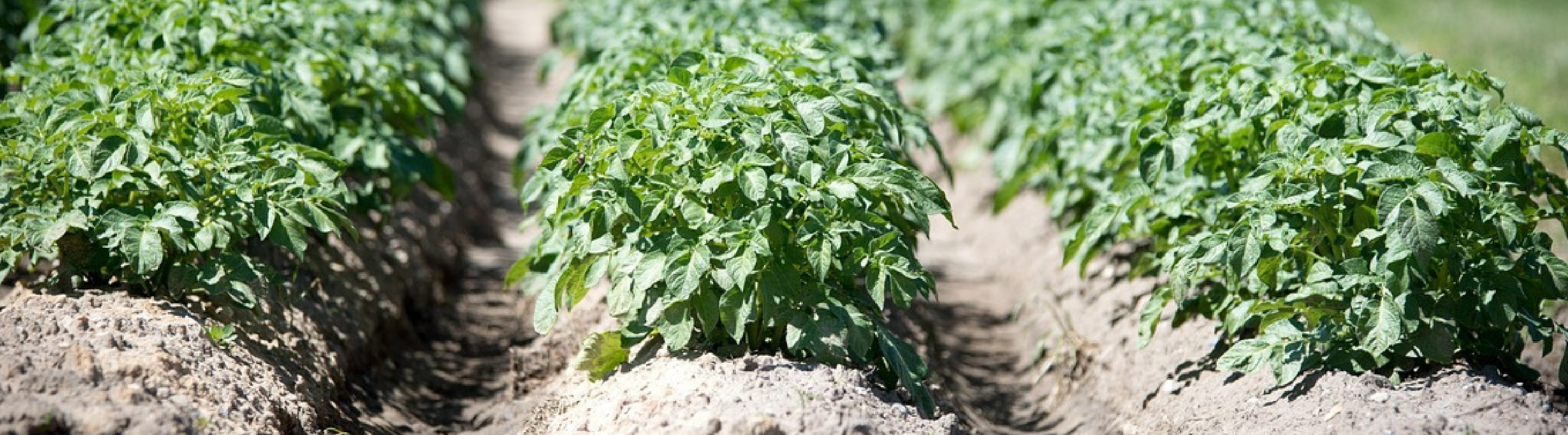 blue solar panels banner