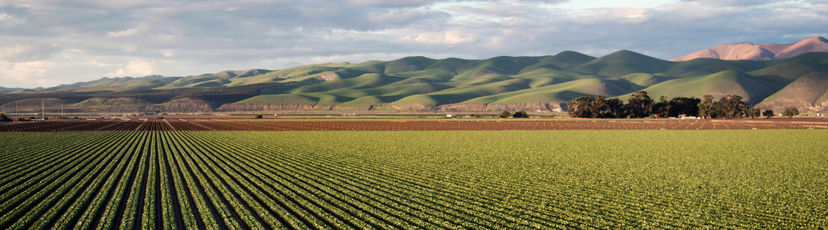 Value Chain Intervention Plant Green