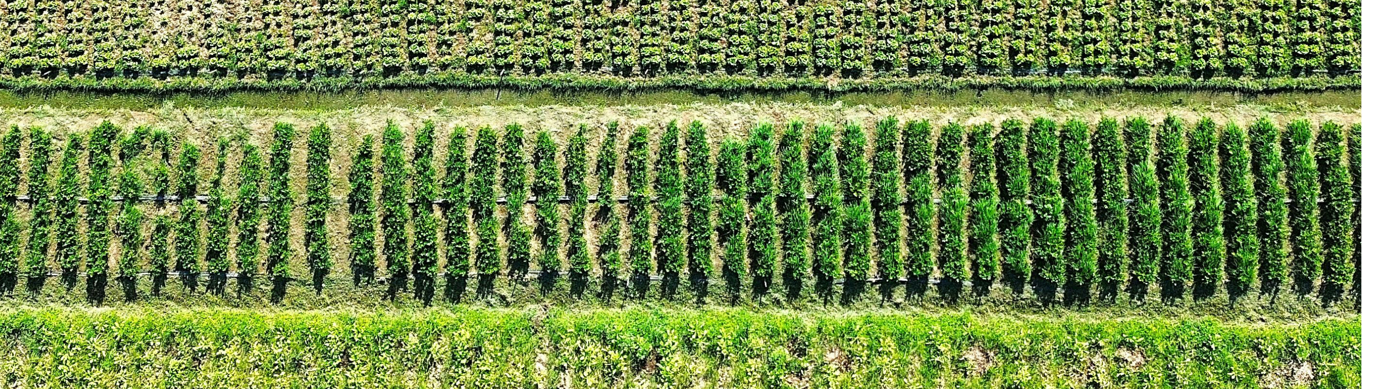 wood grain close up banner