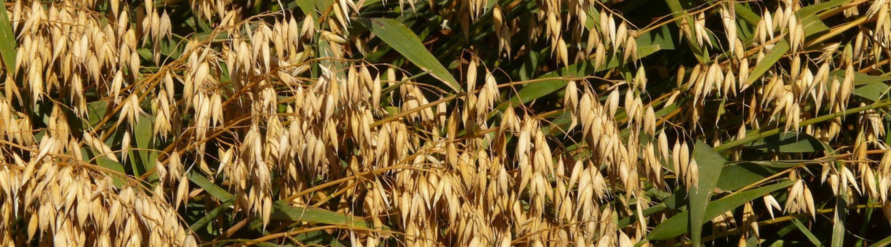 Regenerative agricultural practices