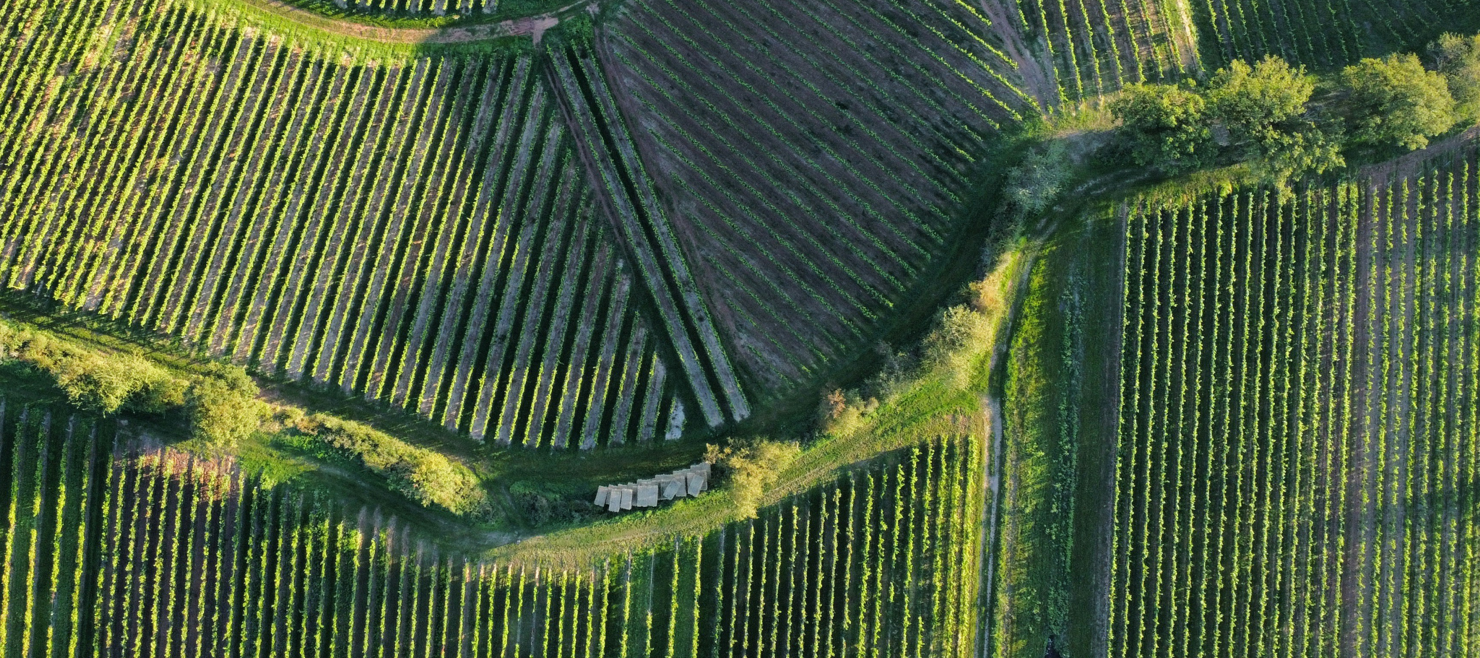 A herd of black and white dairy cows walking along a dirt path on a farm, 