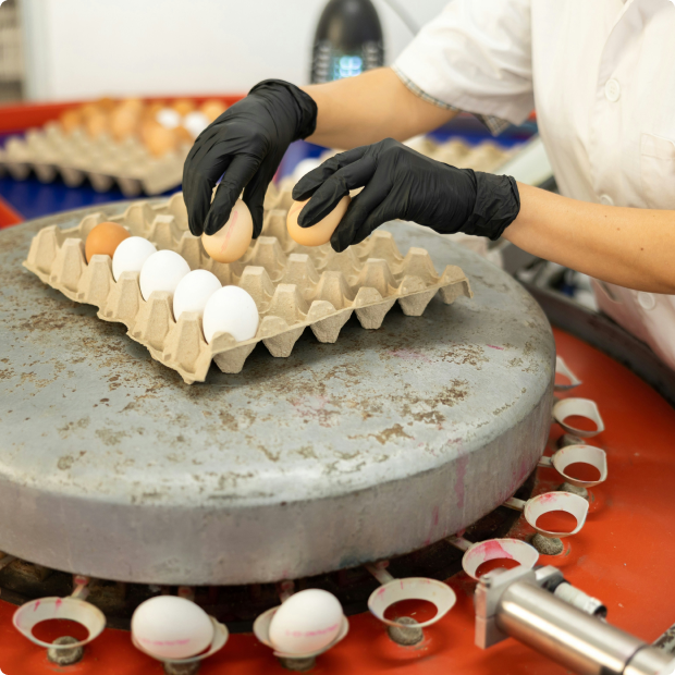 Worker sorting eggs on a production line, representing quality control processes in food supply chains
