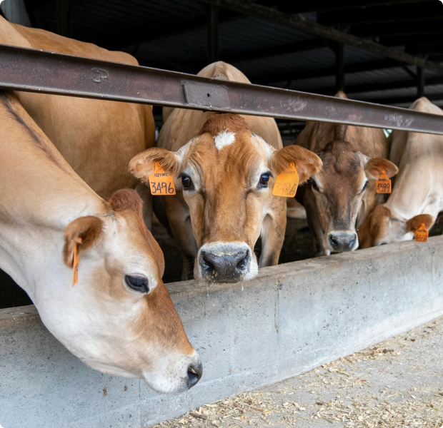 Livestock carbon credits