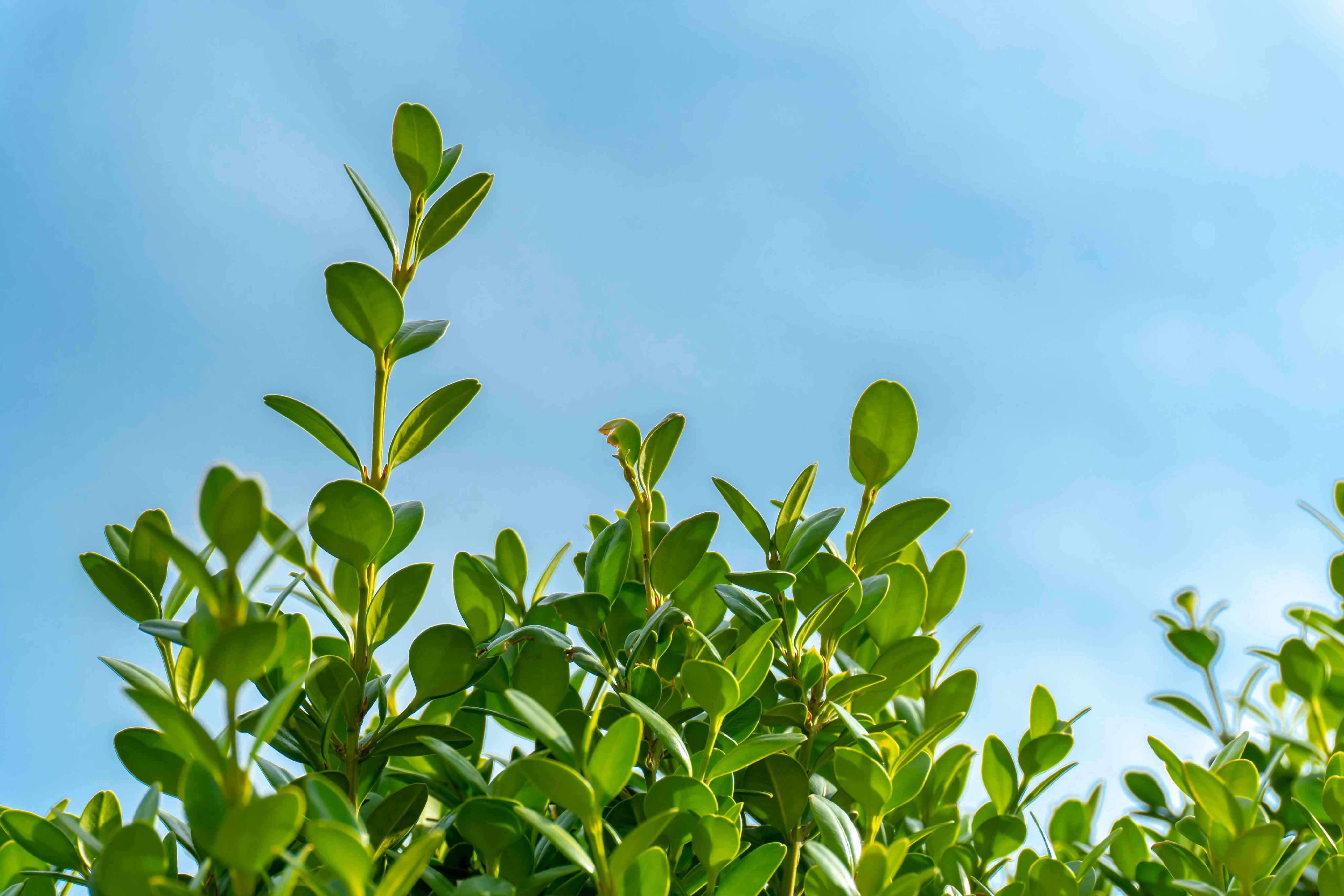 Bright green leaves of a bush against a clear blue sky on a sunny day.