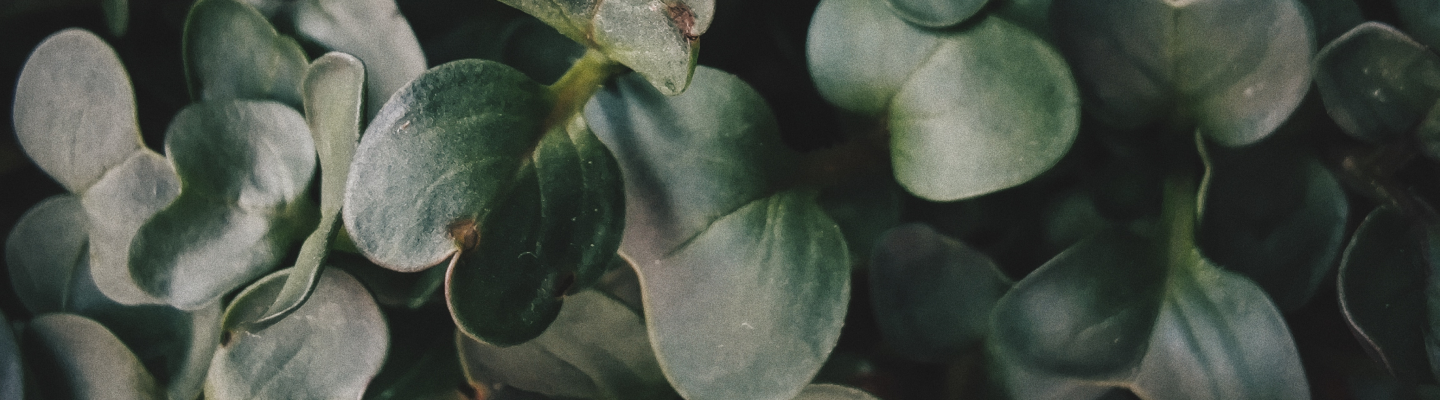 leaf plant closeup banner