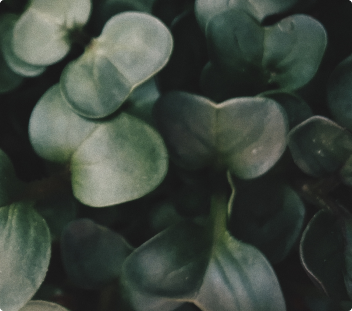 leaf plant closeup card