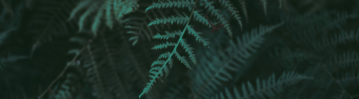 dark fern closeup banner