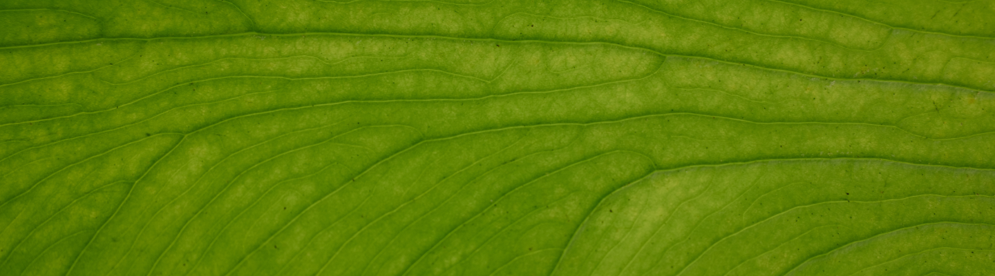 green leaf veining closeup banner