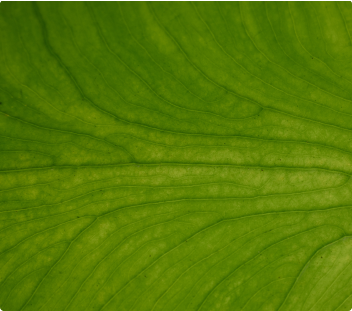green leaf veining closeup card