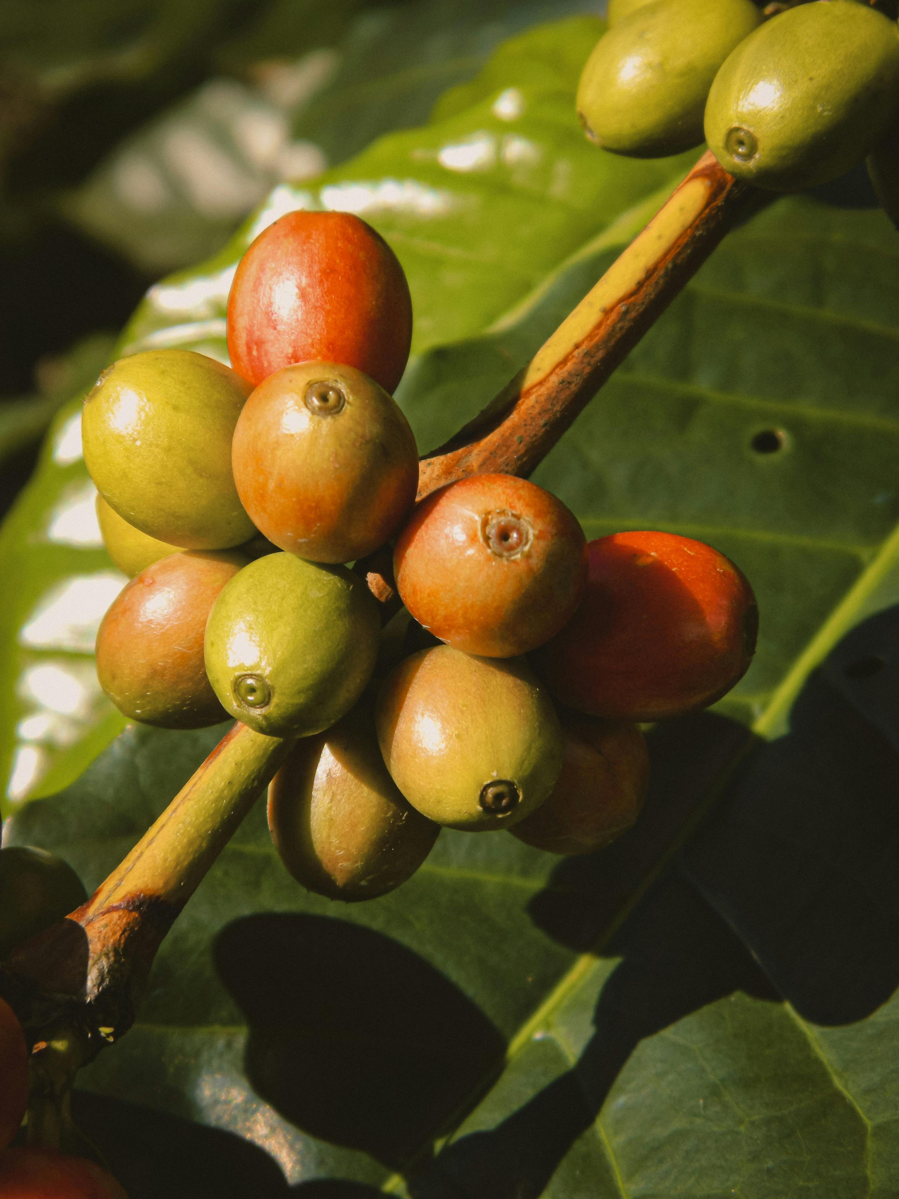 Sustainable coffee farming