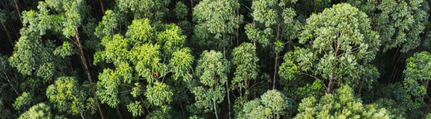 Verra carbon credits