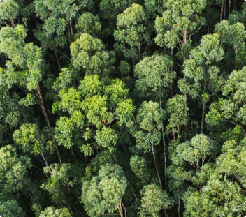 Verra carbon credits