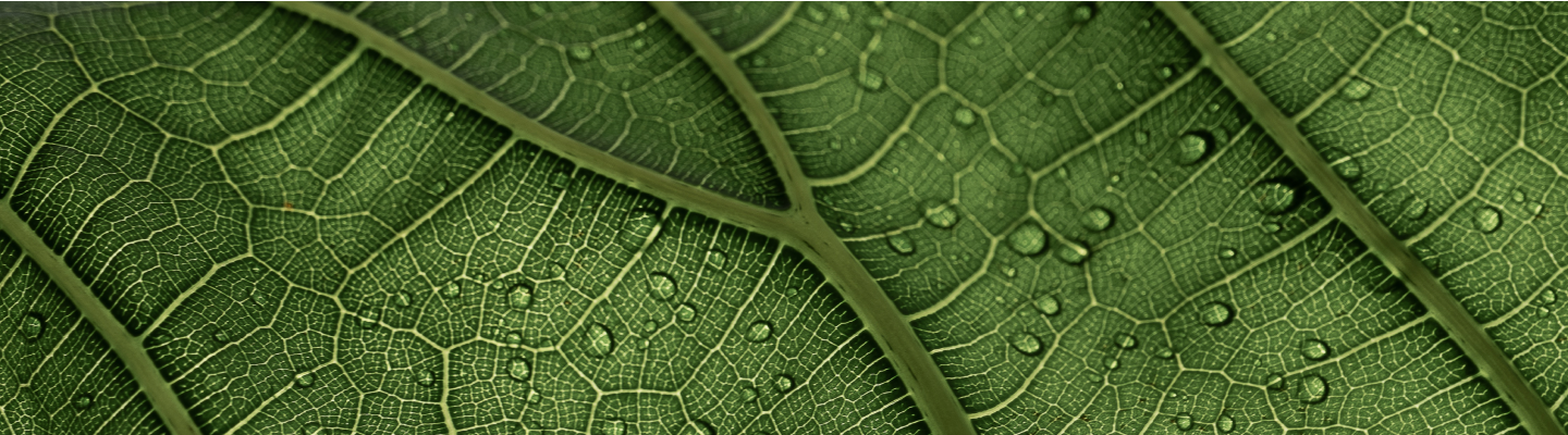 Afforestation Reforestation and Revegetation