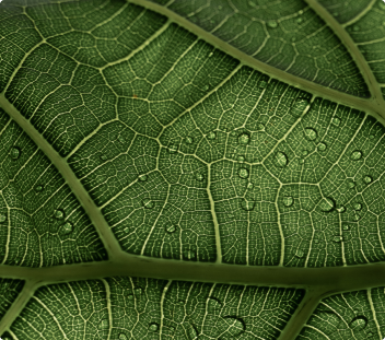 Afforestation Reforestation and Revegetation