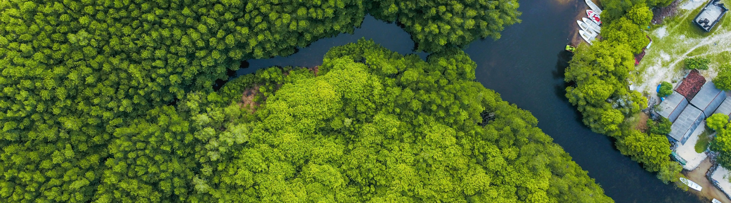 forest river aerial shot banner