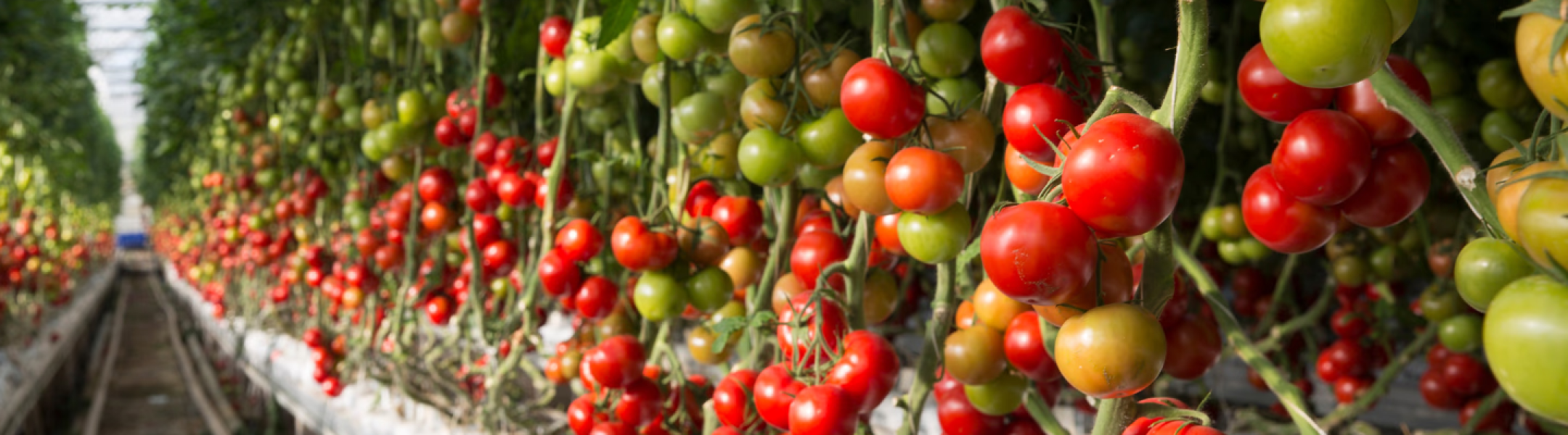 value chain financing