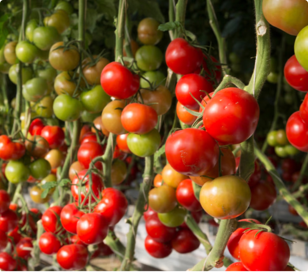 value chain financing