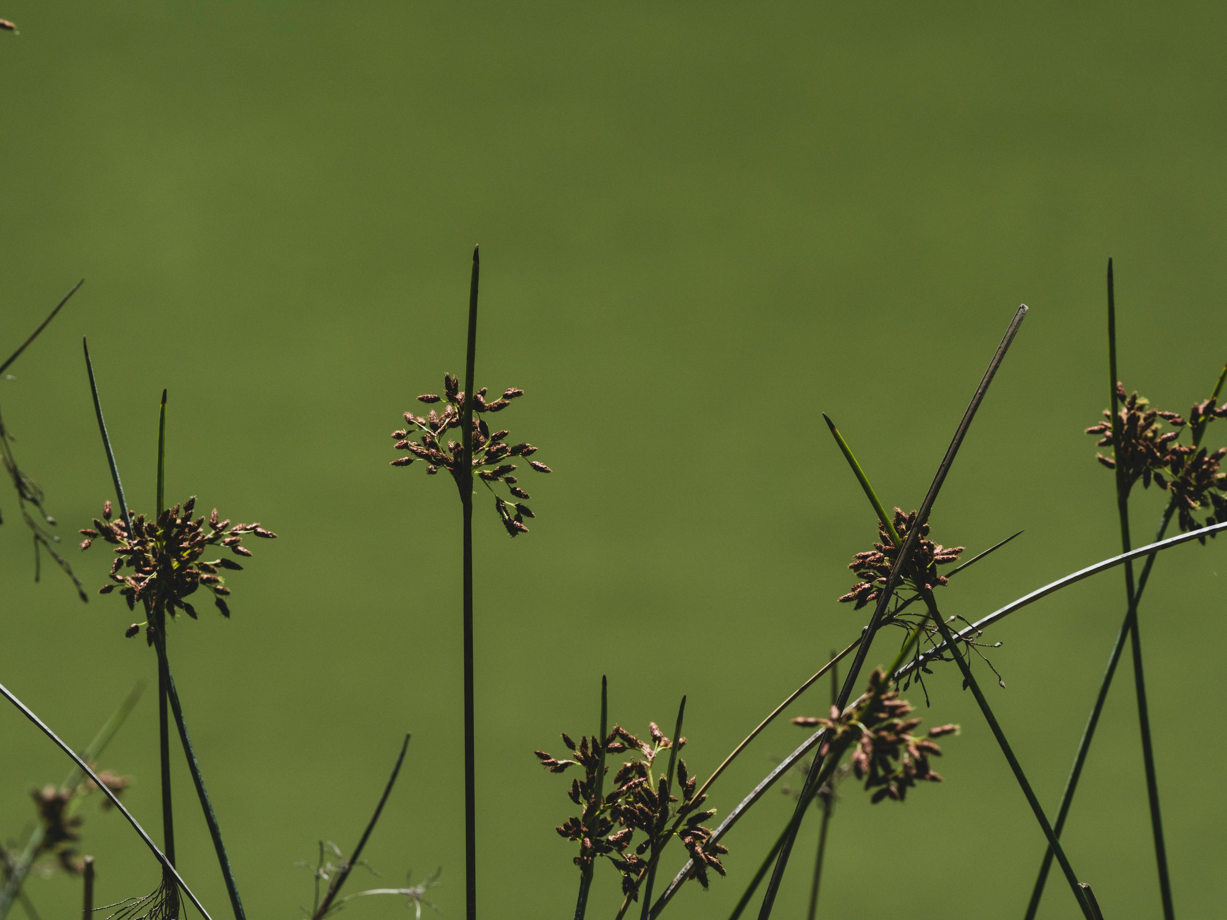 Wetland vegetation silhouetted against a green water surface