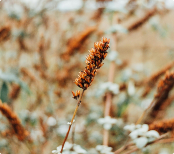 What is Causality White 