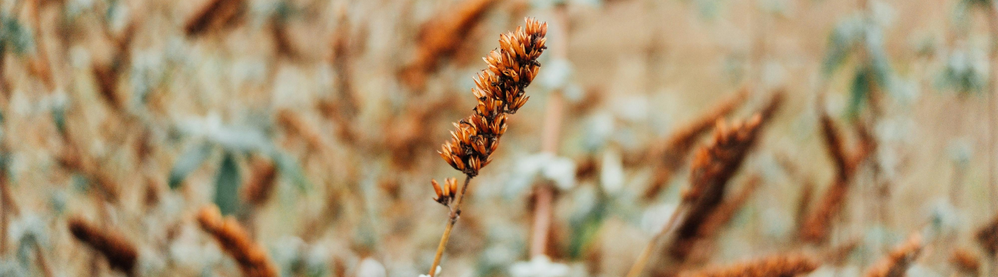 What is Causality White