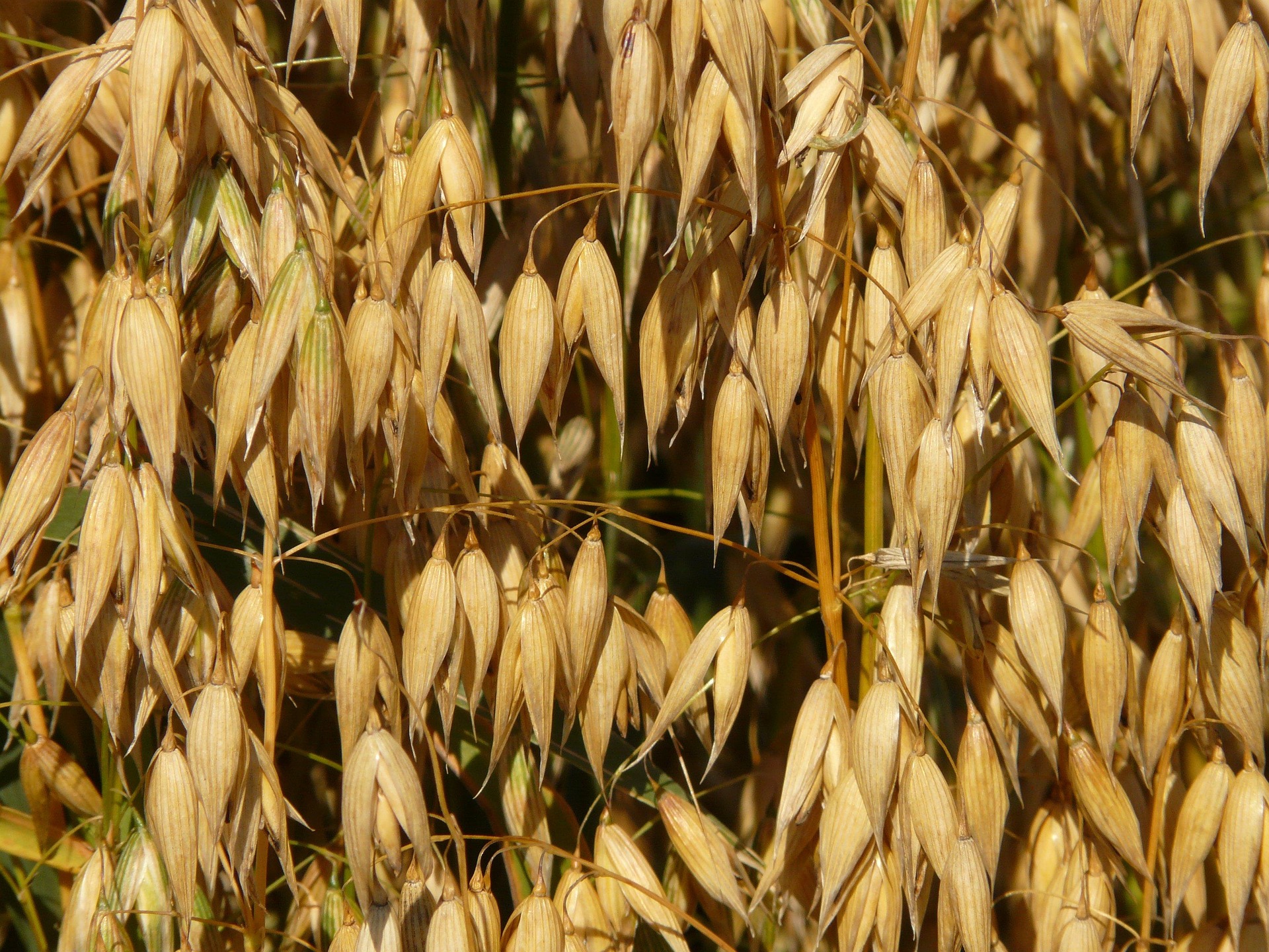 Regenerative agricultural practices