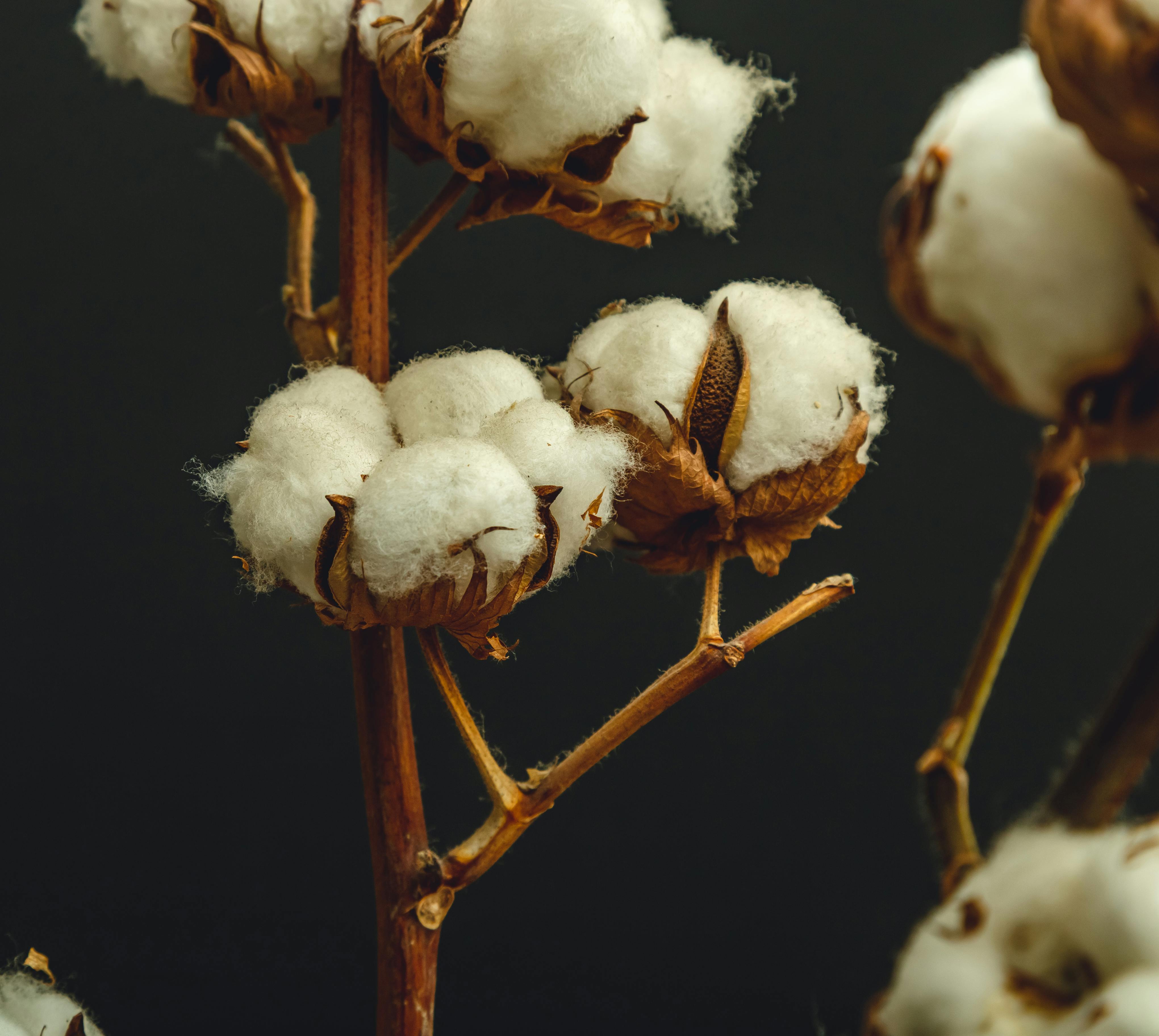 Sustainable cotton farming