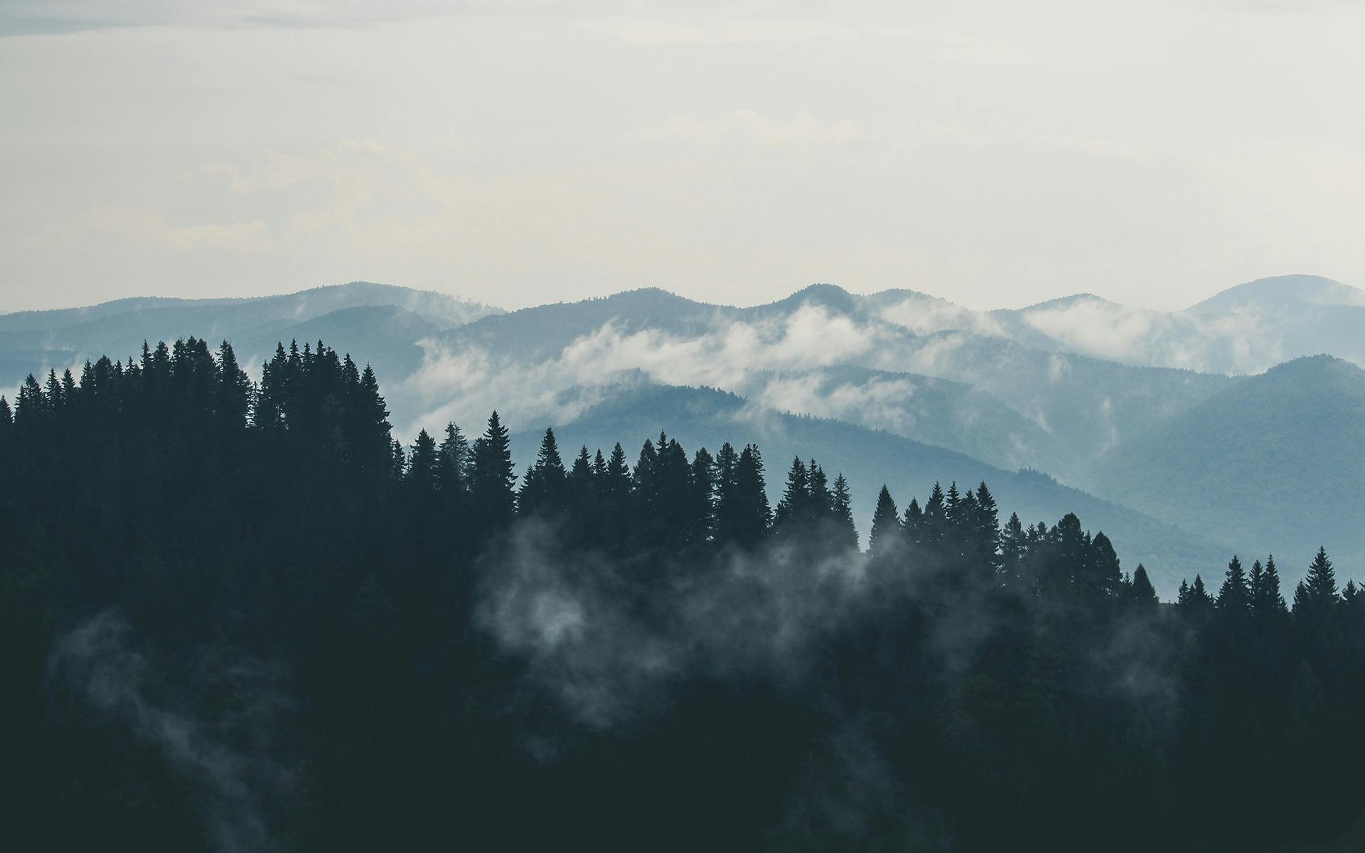 Foggy pine forest with mist covering mountain range in the background