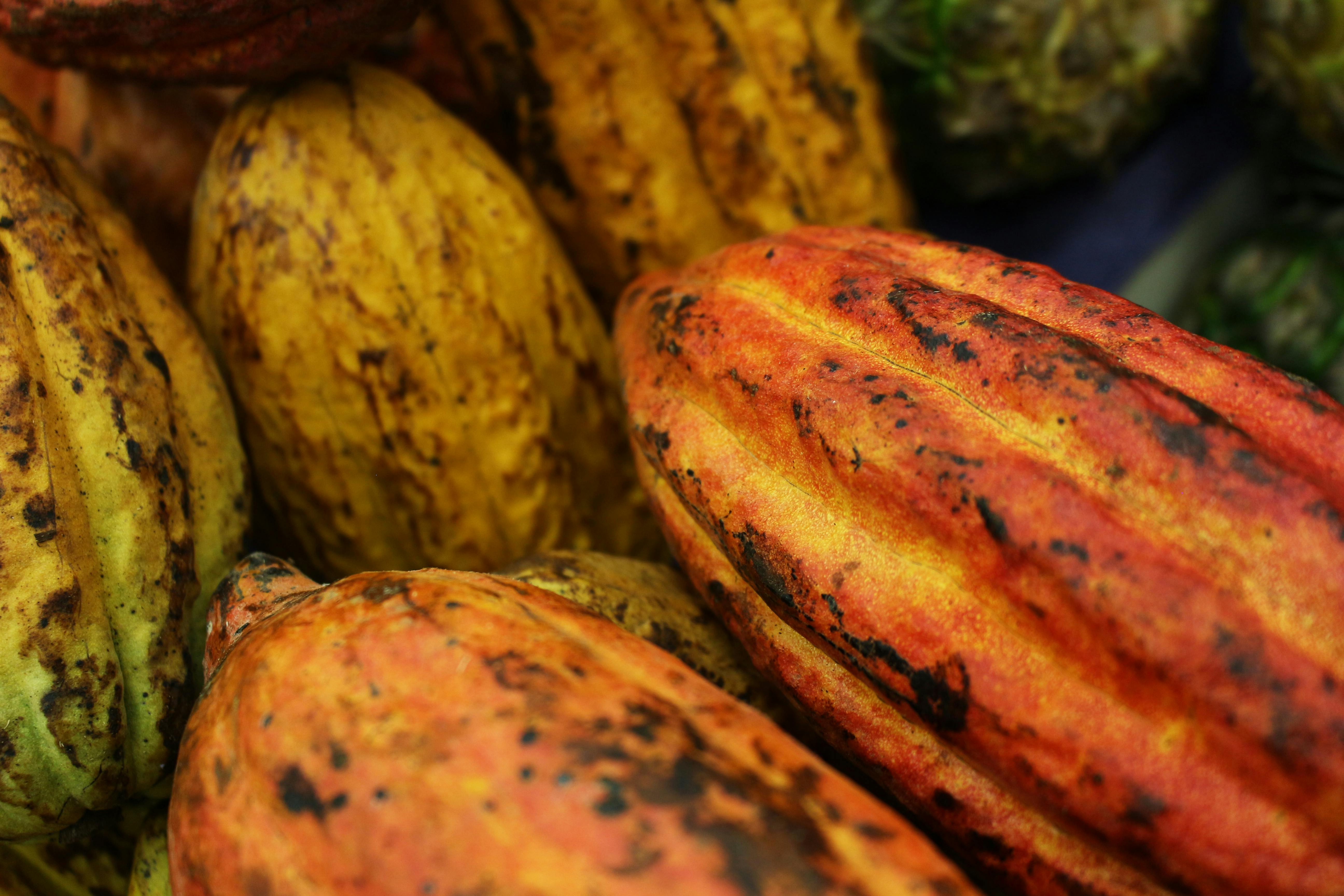 Sustainable cacao farming