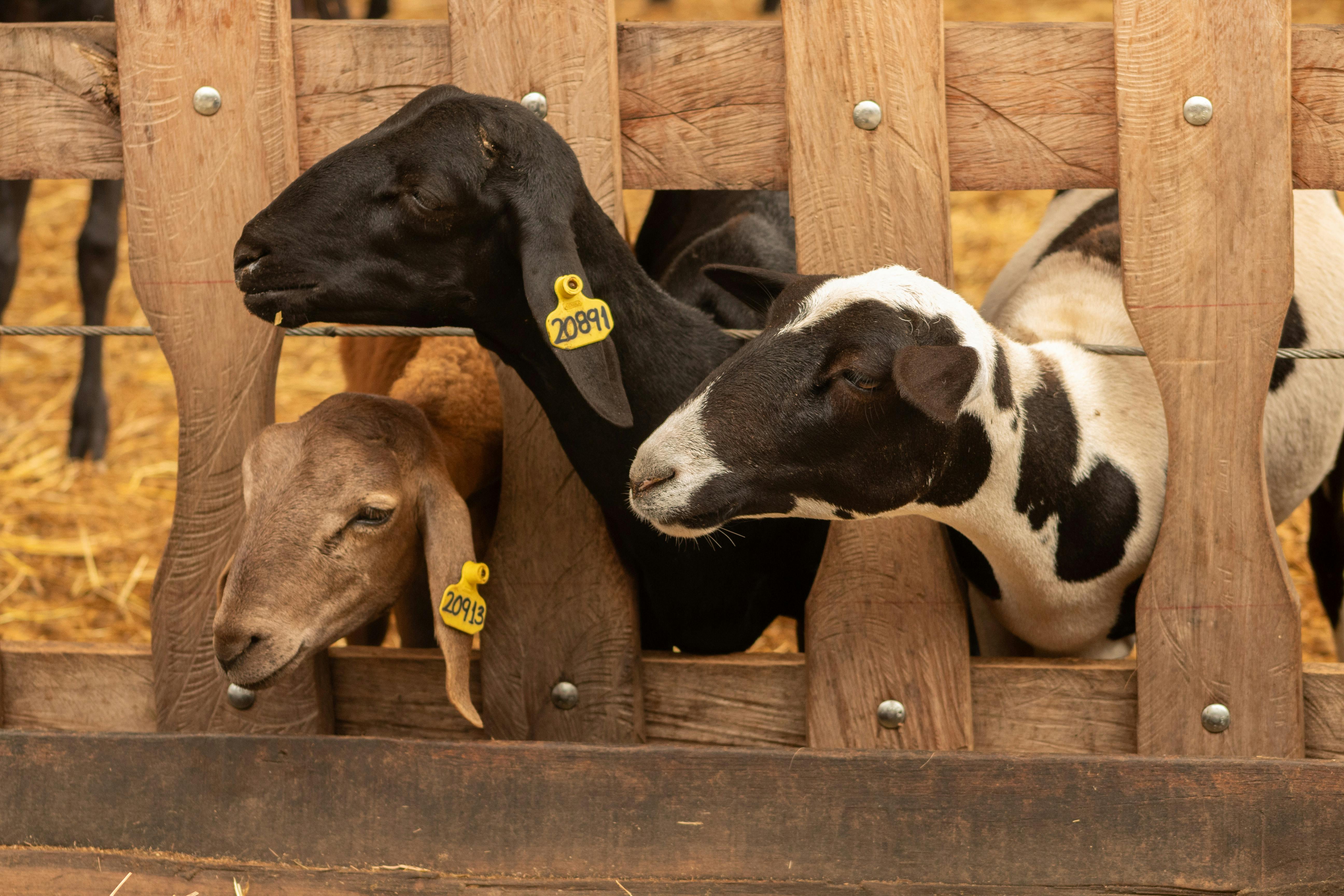 Three sheep sticking their heads outside the fence