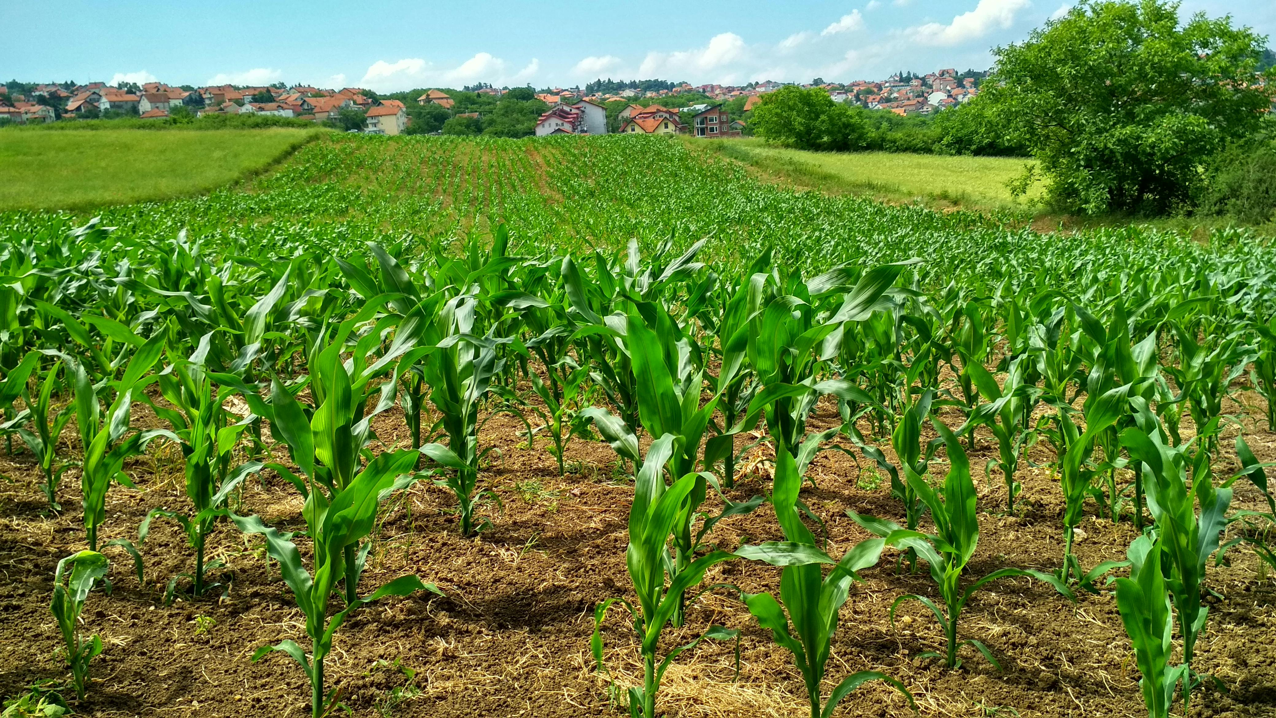Row crops farming: corn
