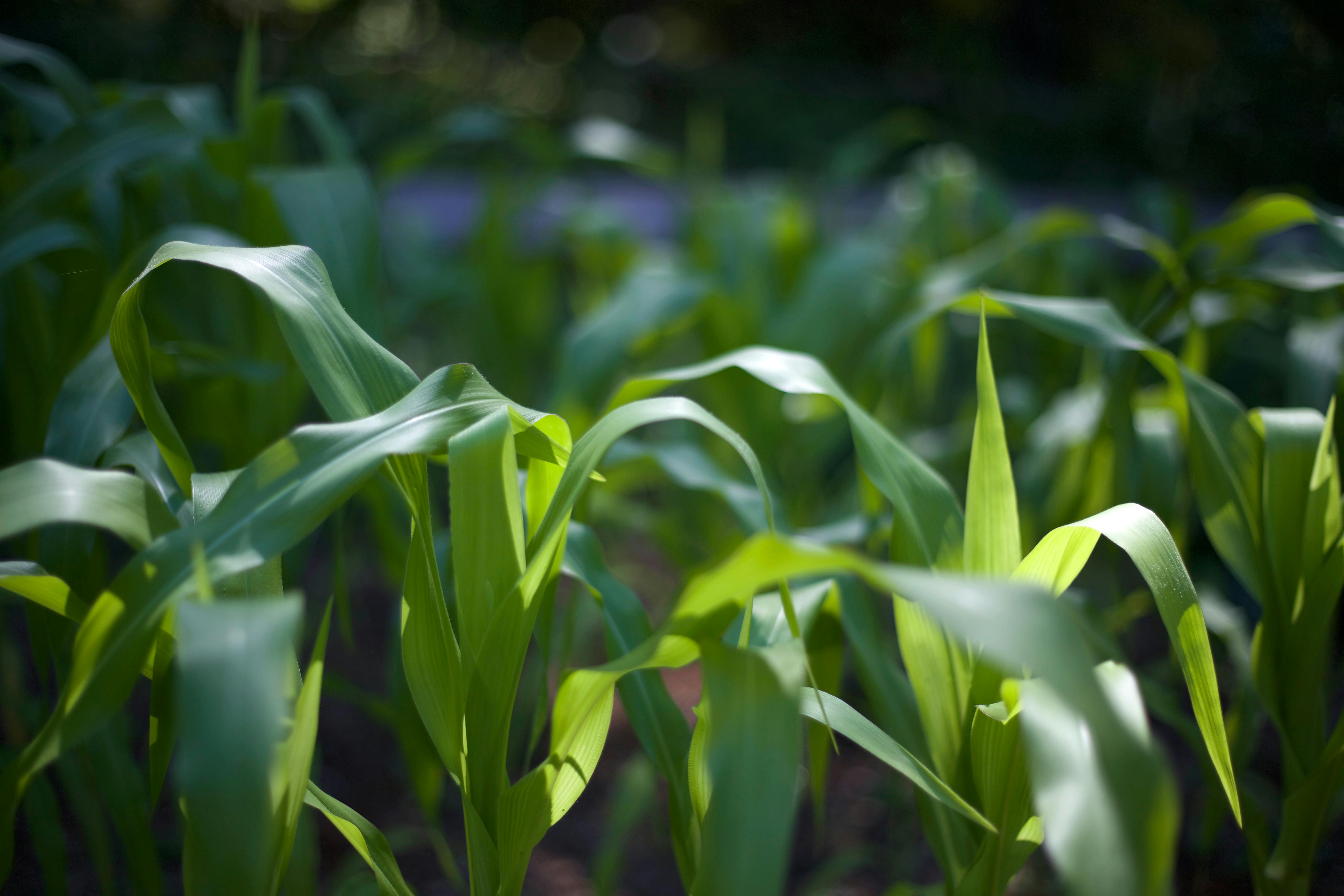 A corn field
