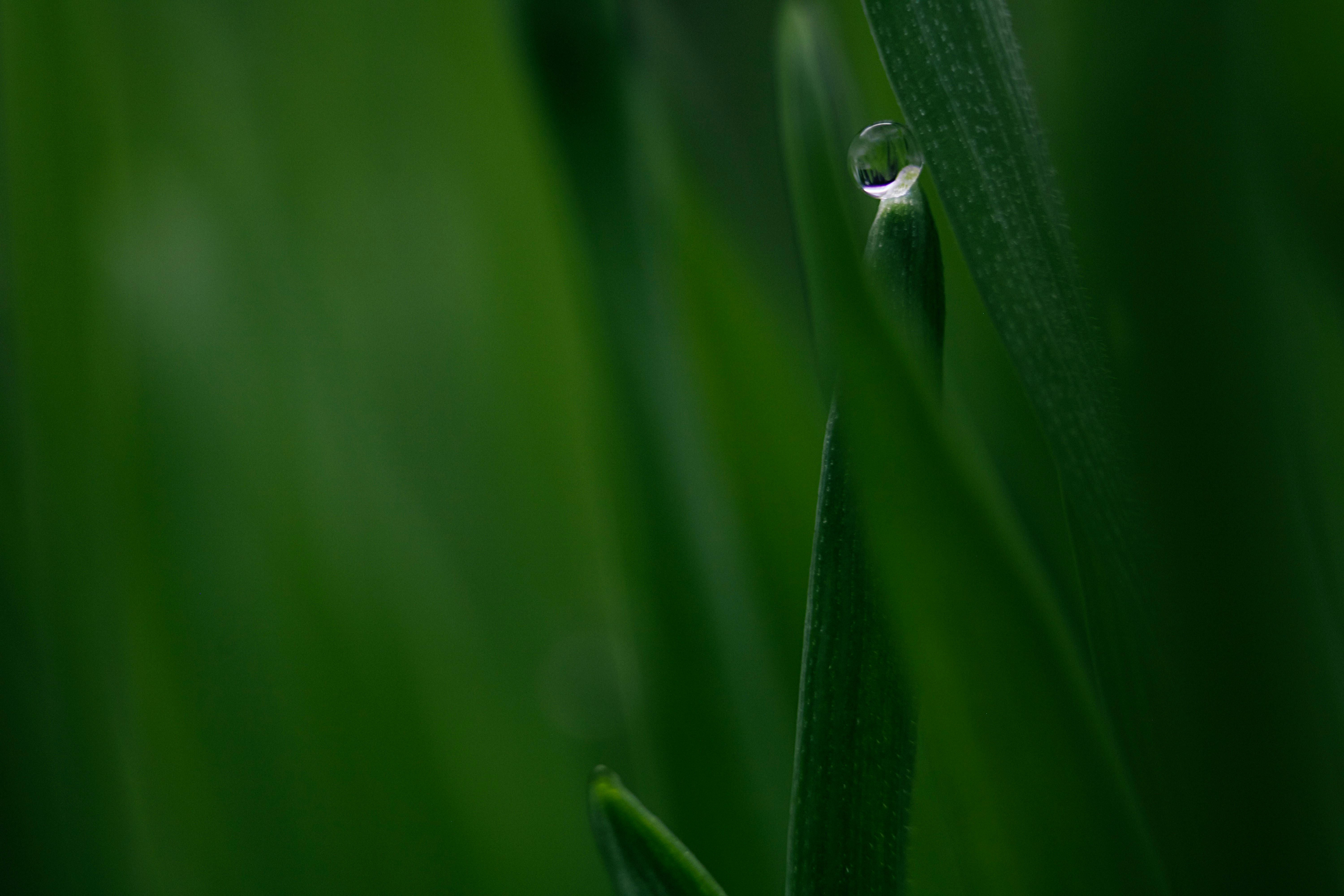 Water Dew on Green Leaf