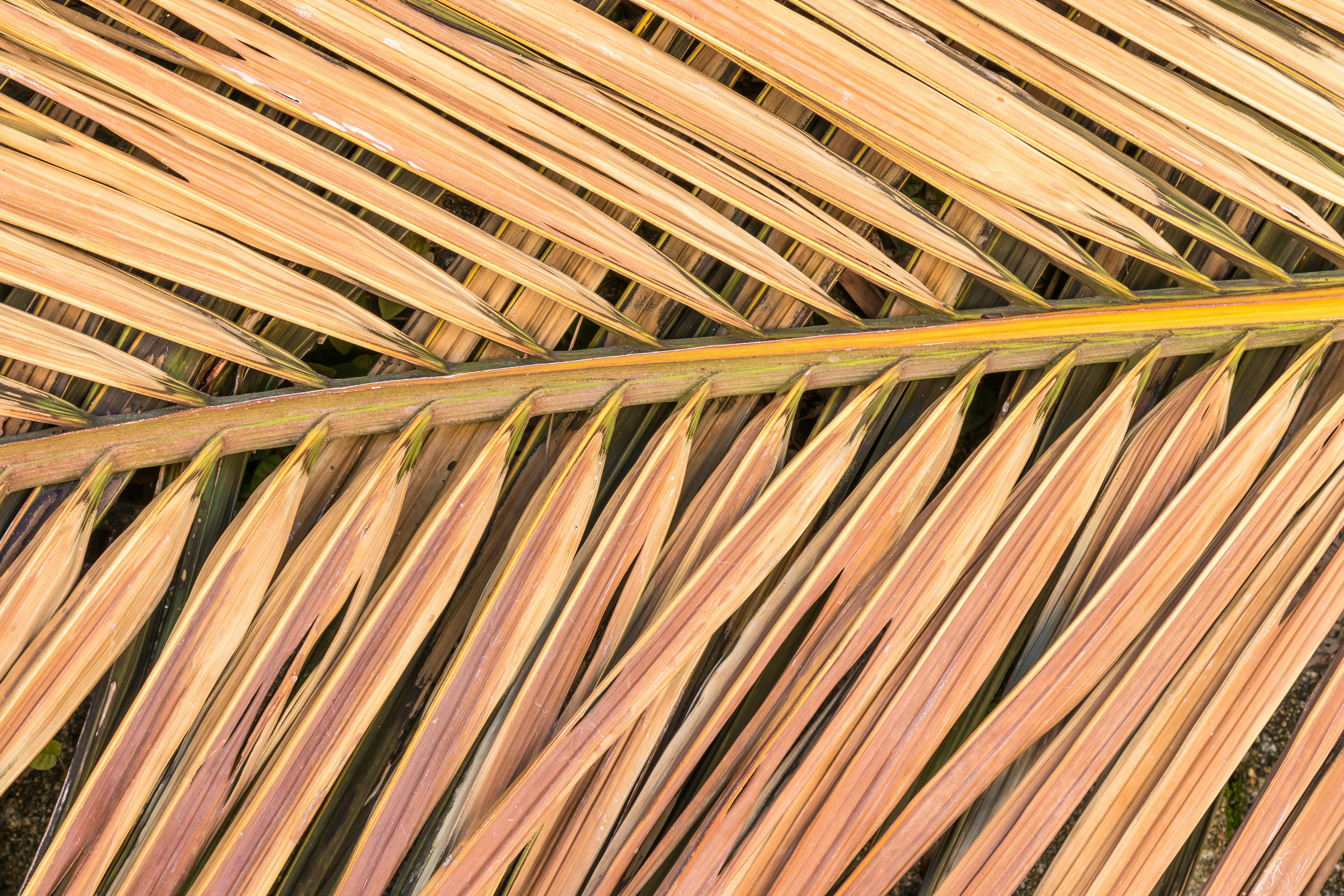 A close up of a dry palm tree branch