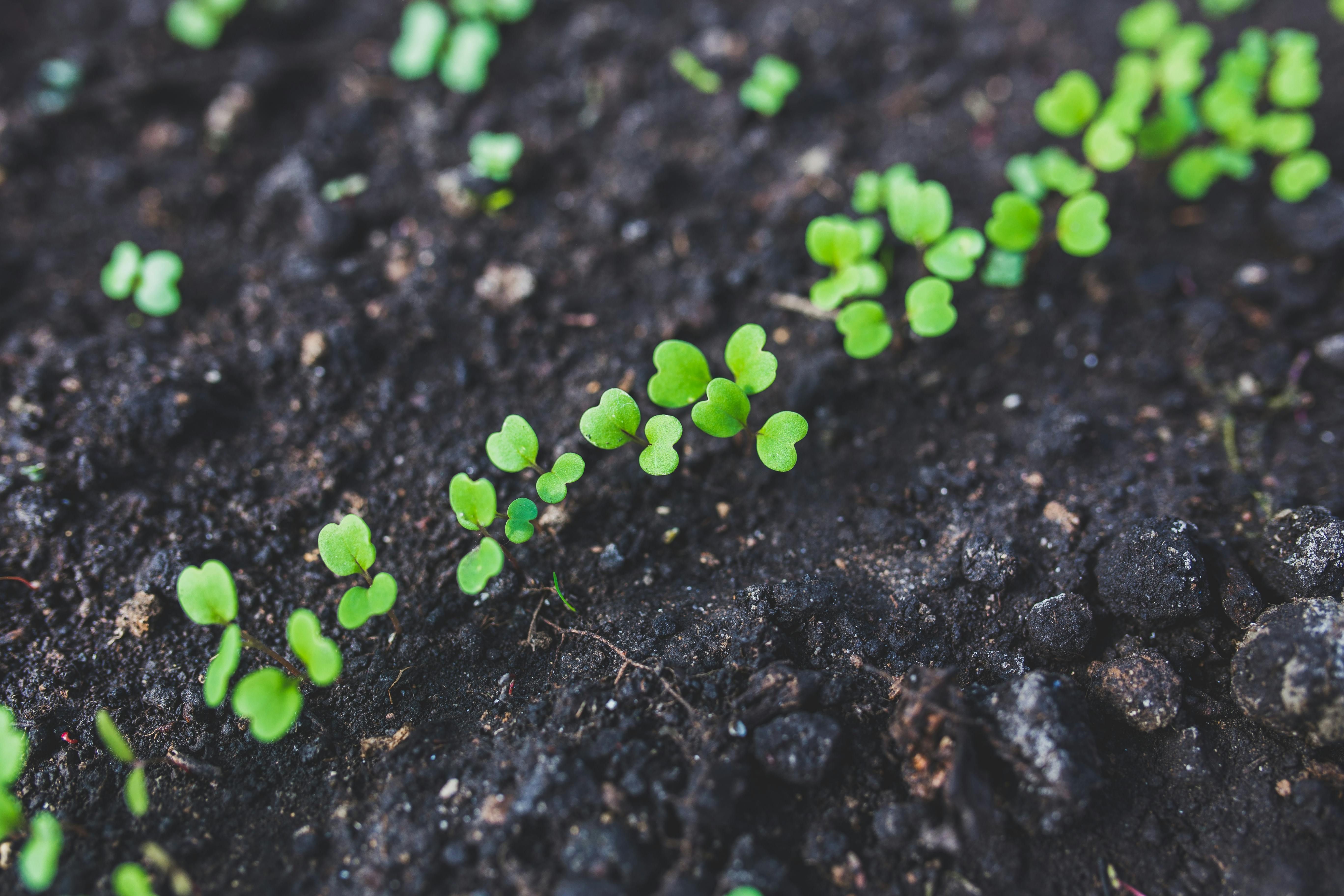 investing in decarbonization