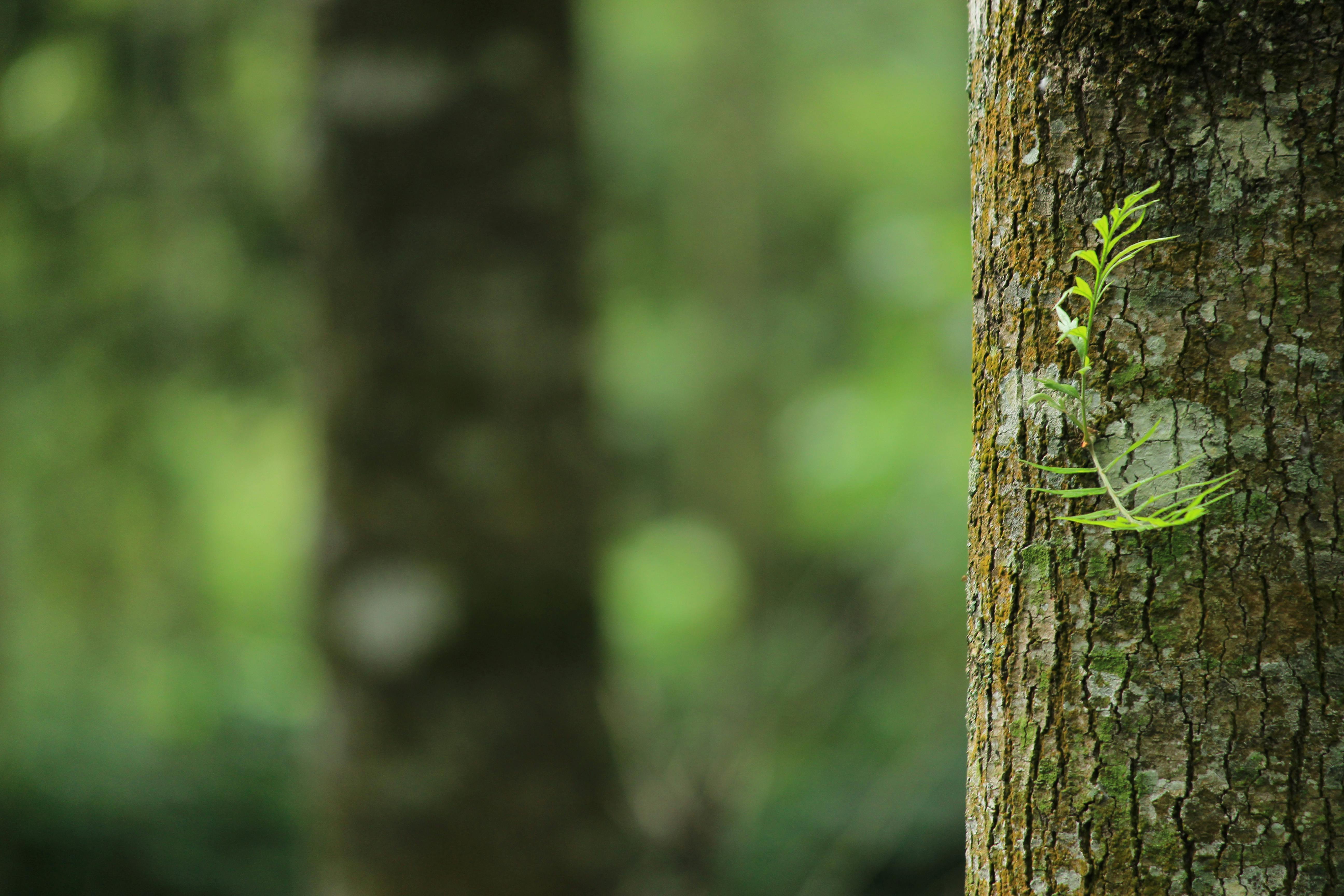 A tree close up with green background